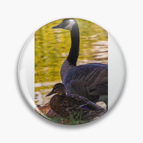 Item preview, Mallard Duck and Canadian Goose at Backyard Pond designed and sold by SuburbanPond.