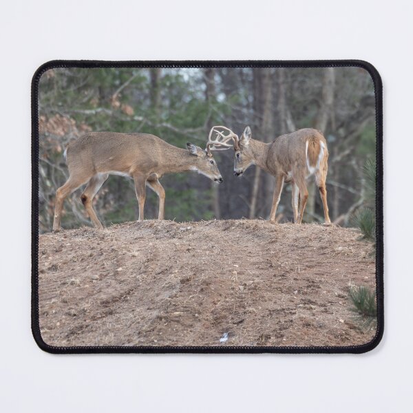 Item preview, 2 White-tailed Bucks sparring 3-2-2026 designed and sold by Thomasyoung.