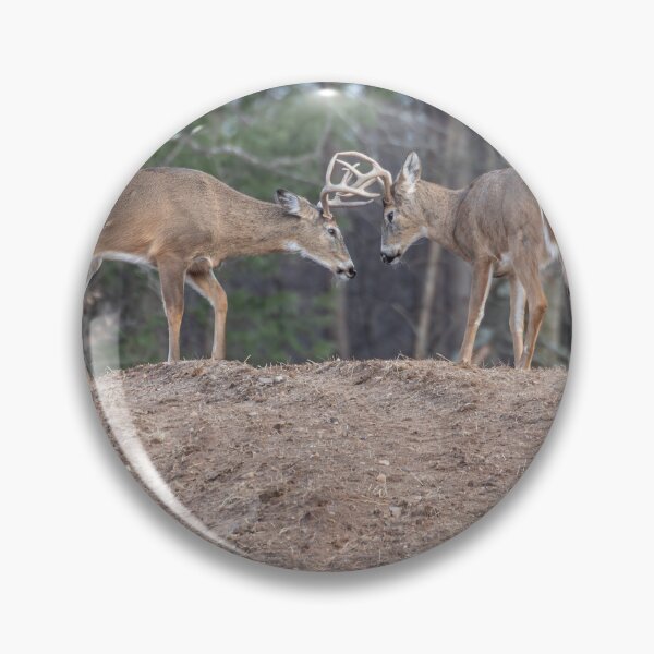 Item preview, 2 White-tailed Bucks sparring 3-2-2026 designed and sold by Thomasyoung.