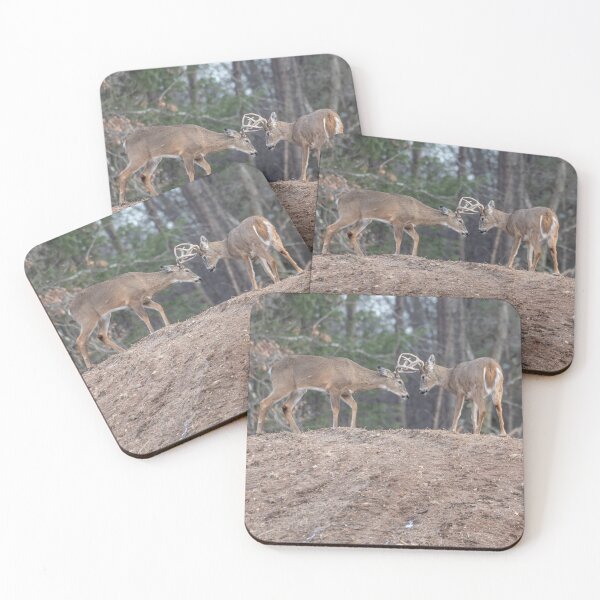 Item preview, 2 White-tailed Bucks sparring 3-2-2026 designed and sold by Thomasyoung.