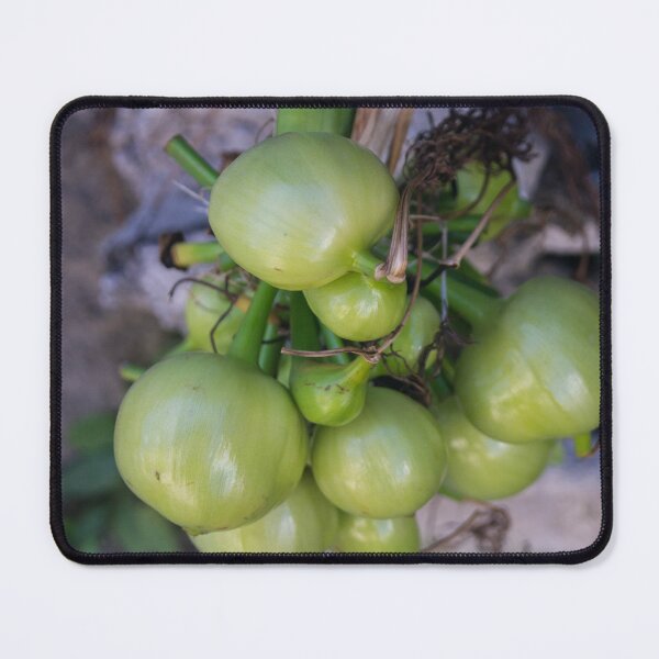 Item preview, rounded fruits or seed pods of giant crinum lily designed and sold by ROSE ANN BANILAR.