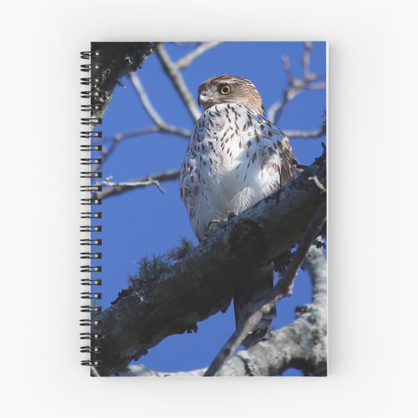 Item preview, Juvenile Cooper's Hawk designed and sold by StampCity.
