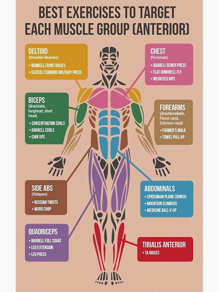  Best Exercises For Each Muscle Group Anterior Poster For Sale By 