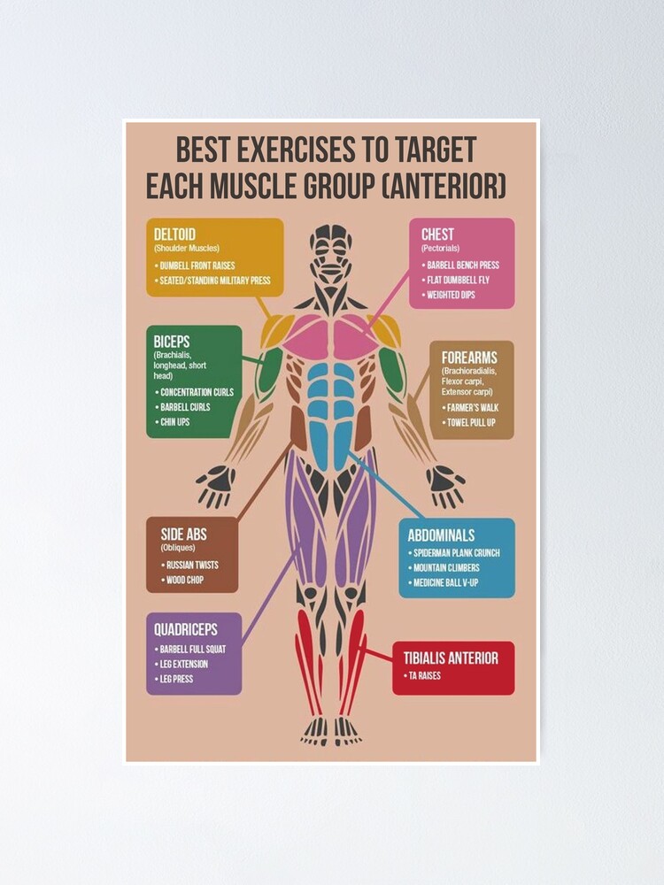 Best Exercises For Each Muscle Group (Anterior) | Poster