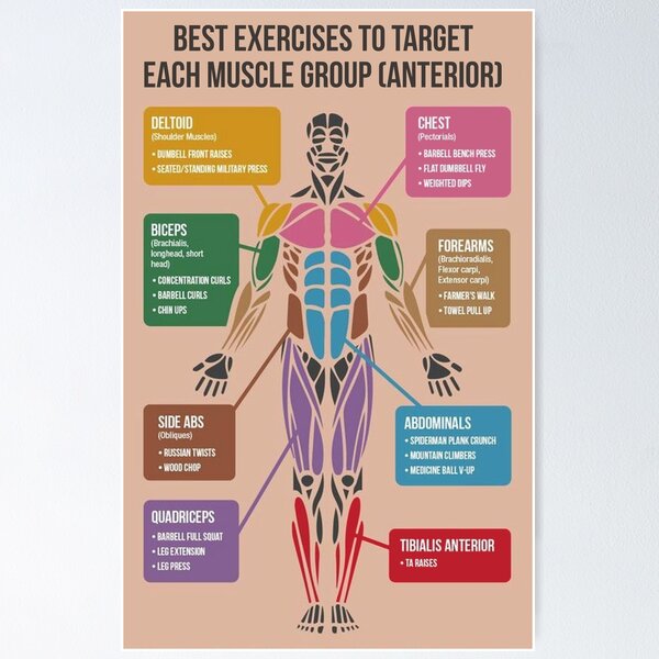 Best Exercises For Each Muscle Group Anterior