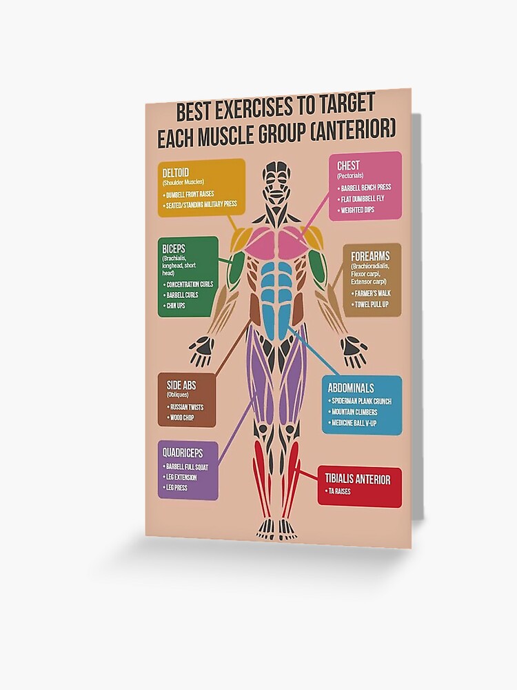 Best Exercises For Each Muscle Group Anterior Greeting Card for Sale by superfitstuff Redbubble