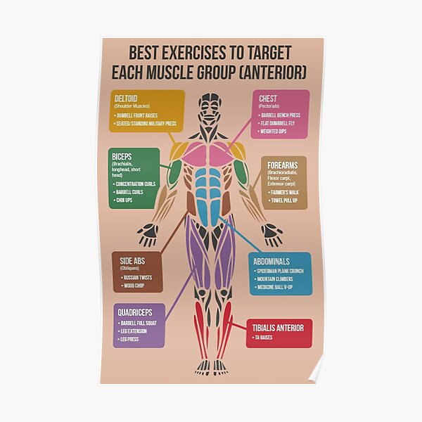 "Best Exercises For Each Muscle Group (Anterior)" Poster for Sale by