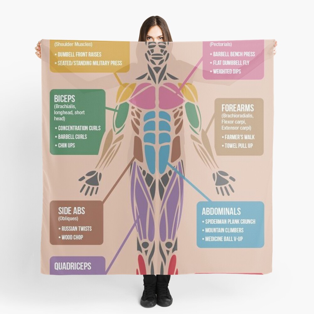 "Best Exercises For Each Muscle Group (Anterior)" Scarf for Sale by