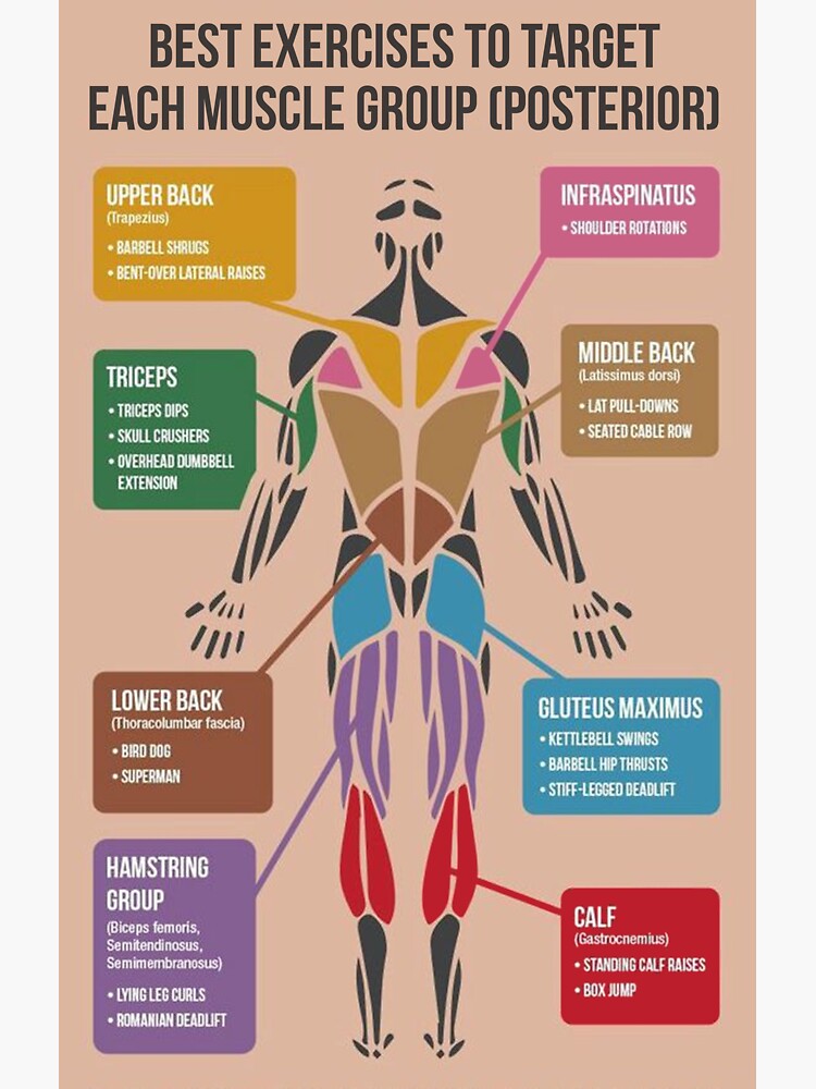 "Best Exercises For Each Muscle Group (Posterior)" Sticker for Sale by superfitstuff Redbubble