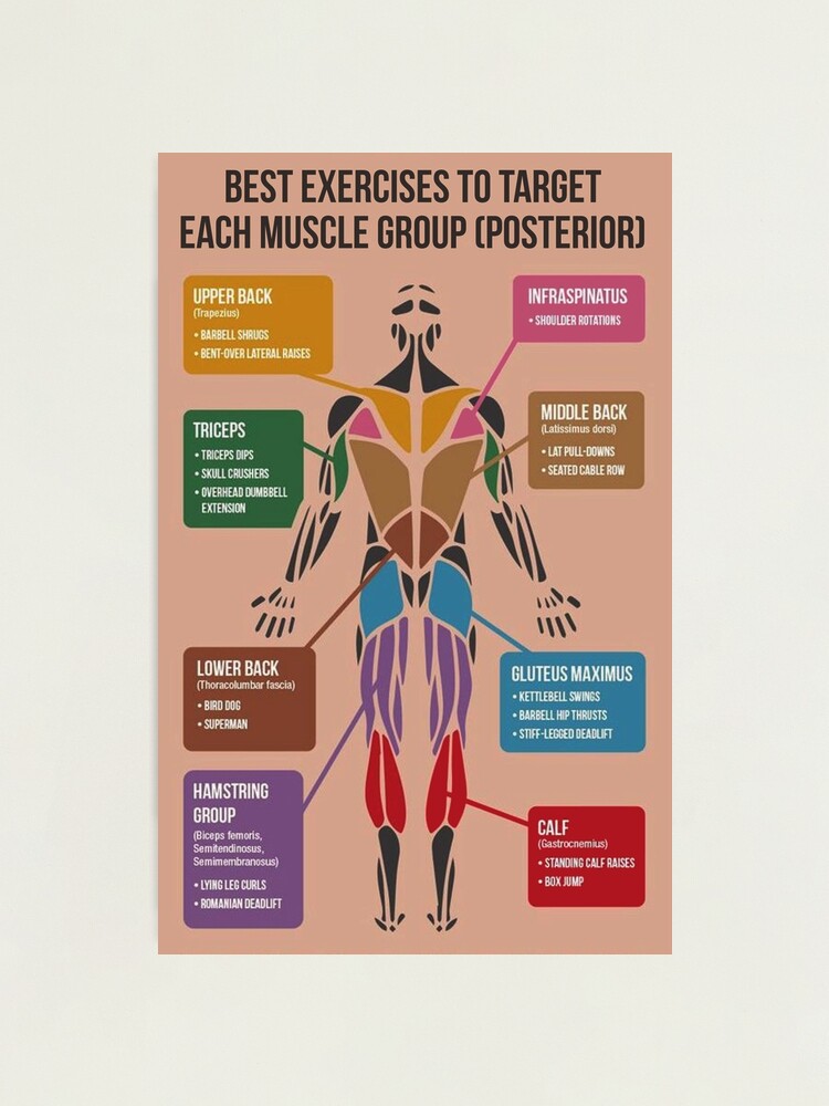 Best Exercises For Each Muscle Group (Posterior) | Photographic Print