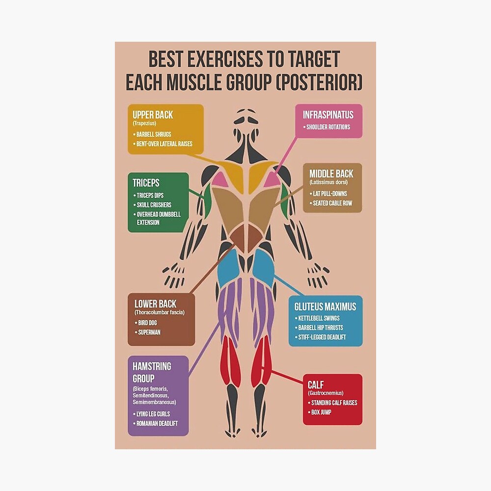 Best Exercises For Each Muscle Group (Posterior)