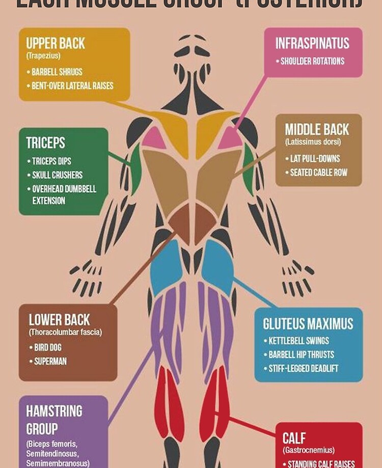 Muscle Group Workout Chart Ubicaciondepersonas Cdmx Gob Mx