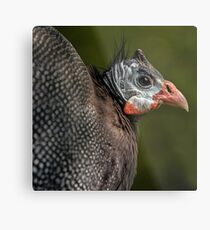 Guineafowl Metal Print