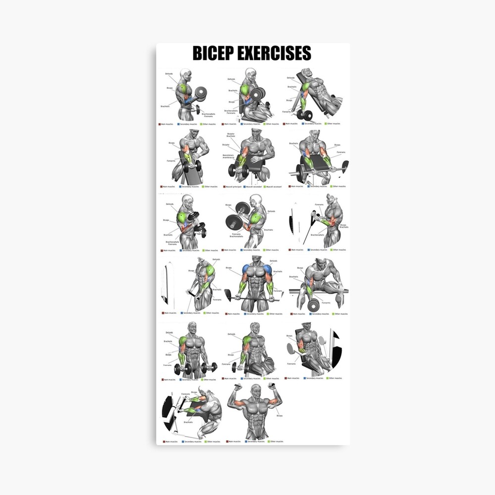 Bicep Exercises Poster