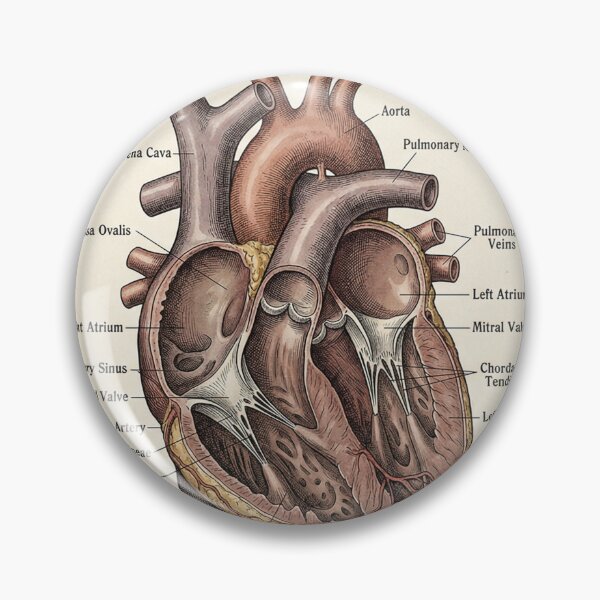 Item preview, Vintage Human Heart Anatomy Diagram - Anterior View & Dissection designed and sold by Body Part Archive.
