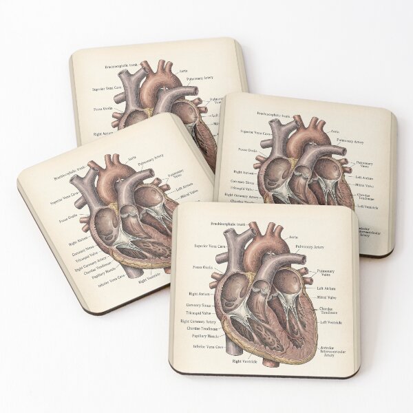 Item preview, Vintage Human Heart Anatomy Diagram - Anterior View & Dissection designed and sold by Body Part Archive.
