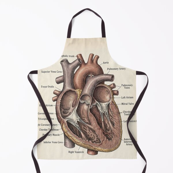 Item preview, Vintage Human Heart Anatomy Diagram - Anterior View & Dissection designed and sold by Body Part Archive.