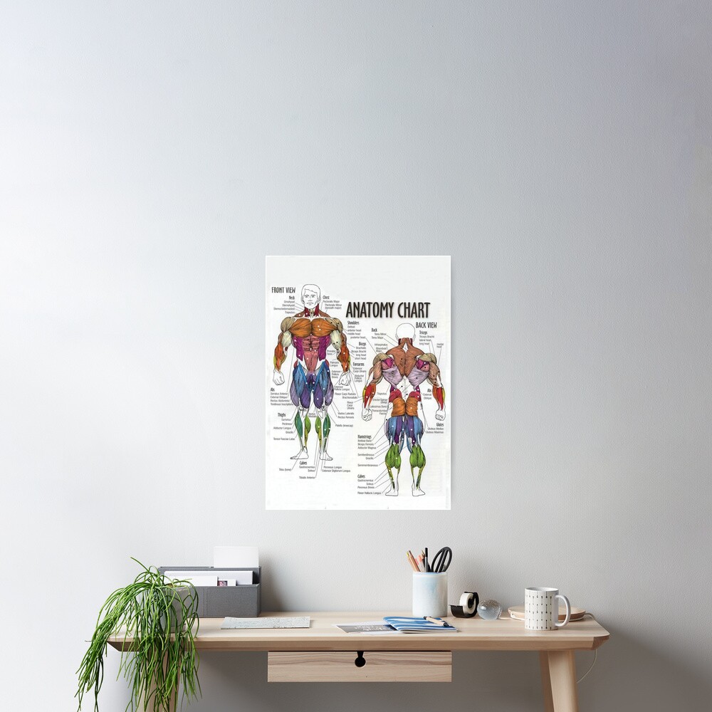 Anatomy Chart - Muscle Diagram Poster