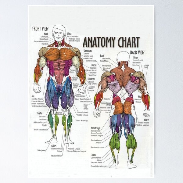 Female BODY MUSCLE DIAGRAM Professional Health Club Gym 24x36 Wall Chart  POSTER