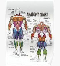 Anatomie-Diagramm - Muskel-Diagramm Poster