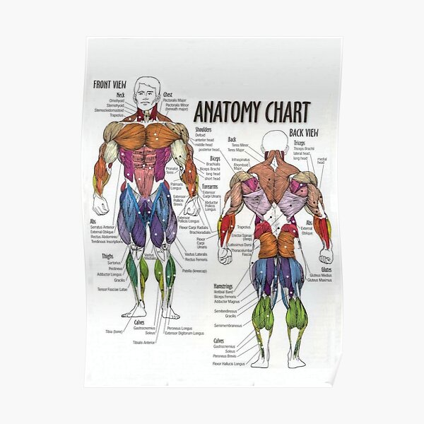 Anatomy Chart - Muscle Diagram Poster