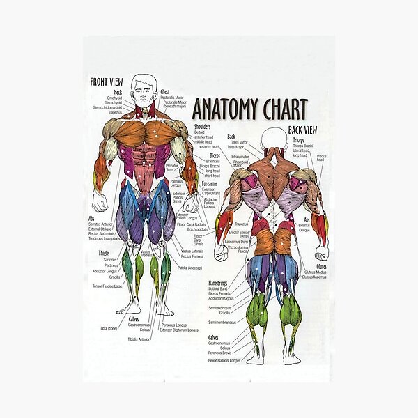Anatomy Chart - Muscle Diagram Photographic Print