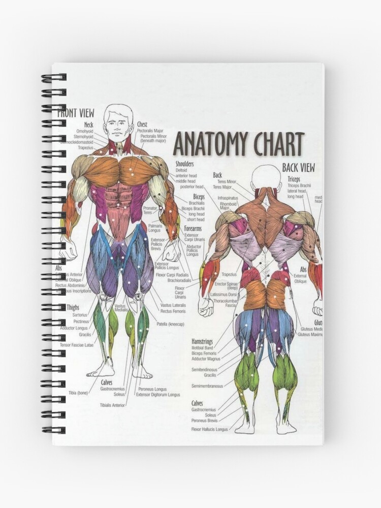 Workout Anatomy Chart