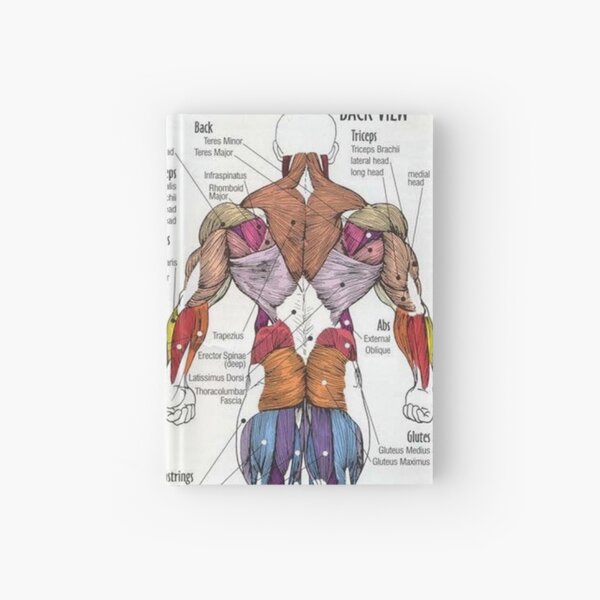 Anatomy Chart - Muscle Diagram Hardcover Journal