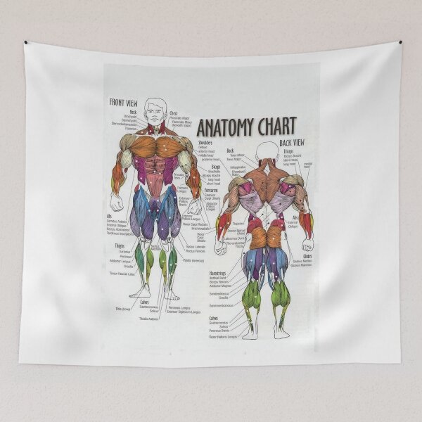 Item preview, Anatomy Chart - Muscle Diagram designed and sold by superfitstuff.
