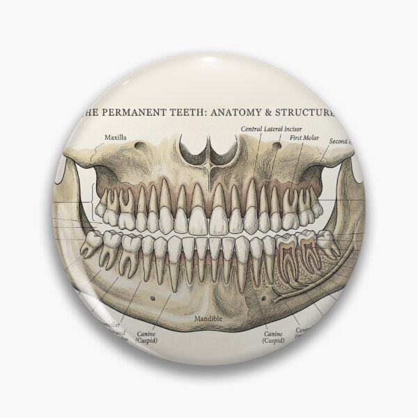 Item preview, Vintage Human Teeth Anatomy Diagram - Dentition Structure Plate designed and sold by Body Part Archive.