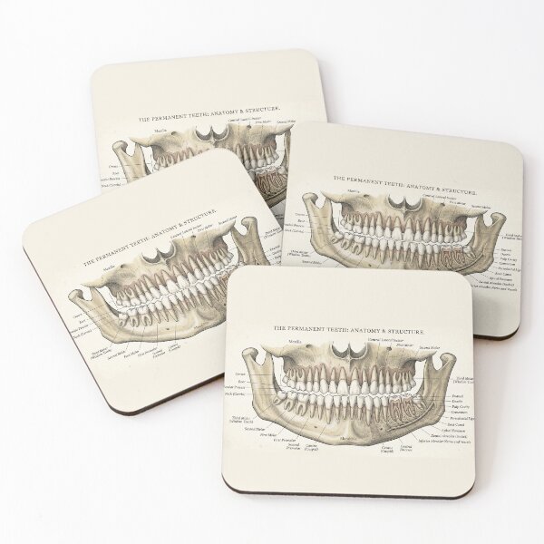 Item preview, Vintage Human Teeth Anatomy Diagram - Dentition Structure Plate designed and sold by Body Part Archive.
