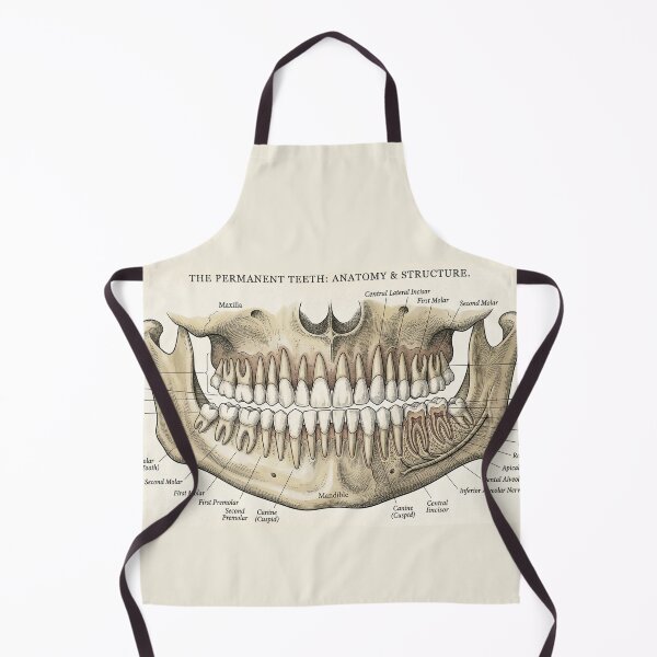 Item preview, Vintage Human Teeth Anatomy Diagram - Dentition Structure Plate designed and sold by Body Part Archive.