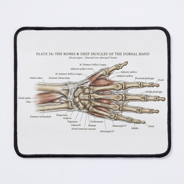 Item preview, Vintage Human Hand Anatomy Diagram - Bones & Muscles Plate designed and sold by Body Part Archive.