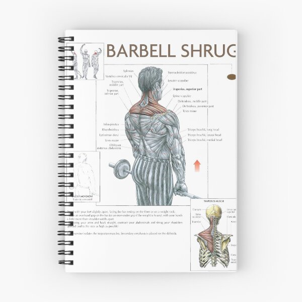 Item preview, Barbell Shrug - Exercise Diagram designed and sold by superfitstuff.