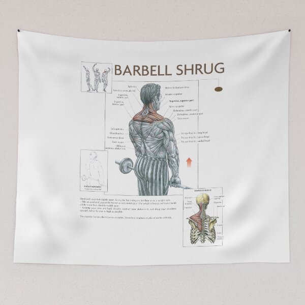Item preview, Barbell Shrug - Exercise Diagram designed and sold by superfitstuff.