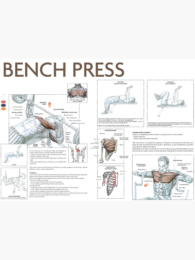 "Bench Press Exercise Diagram" Poster for Sale by superfitstuff