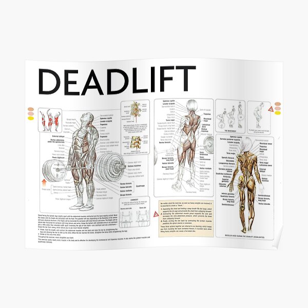 Deadlift - Exercise Diagram Poster