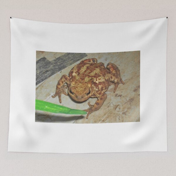 Item preview, Common Toad designed and sold by lezvee.