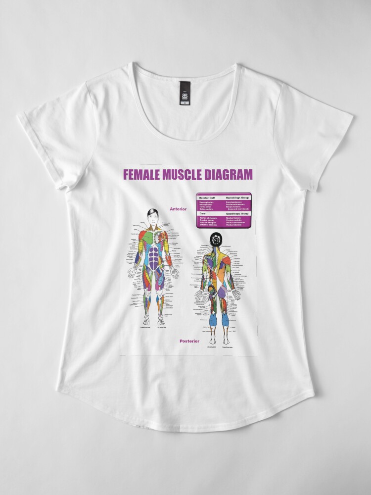 "Female Muscle Diagram - Anatomy Chart" T-shirt by superfitstuff | Redbubble
