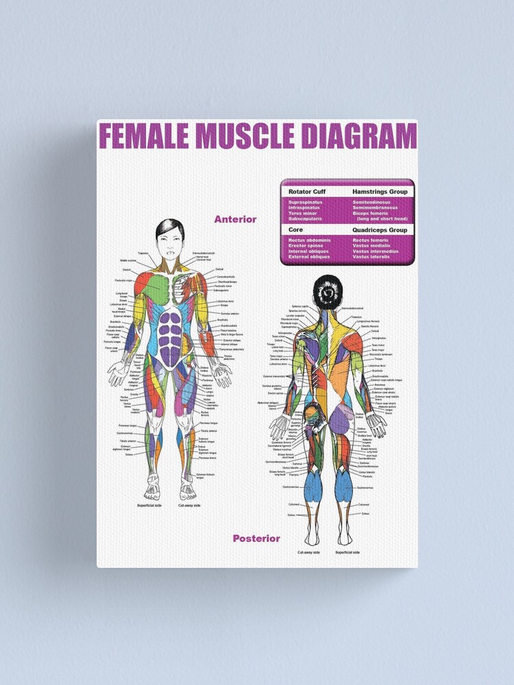 Female Muscle Anatomy Printable