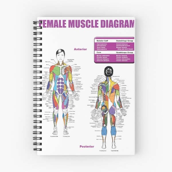 Item preview, Female Muscle Diagram - Anatomy Chart designed and sold by superfitstuff.