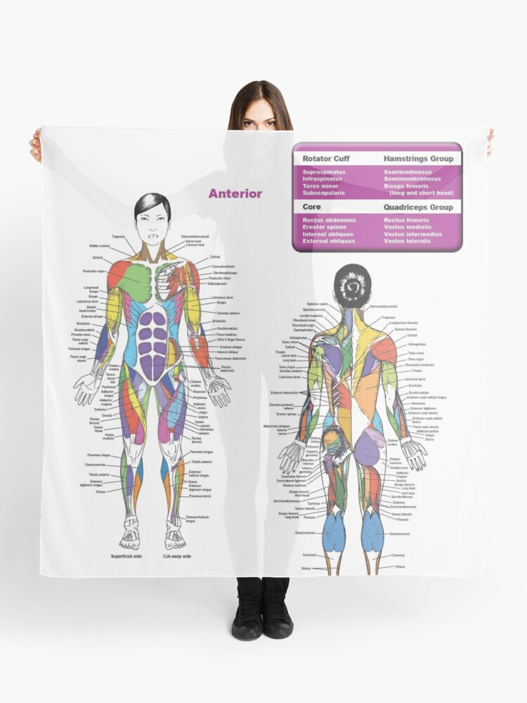 Female Muscle Chart