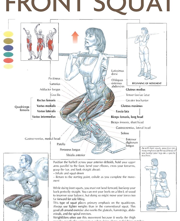 Squat Muscles Worked Diagram | atelier-yuwa.ciao.jp