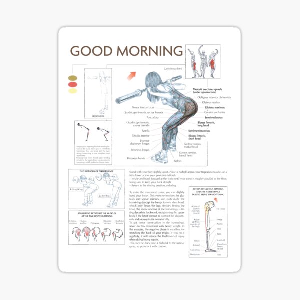 good-morning-exercise-diagram-sticker-for-sale-by-superfitstuff