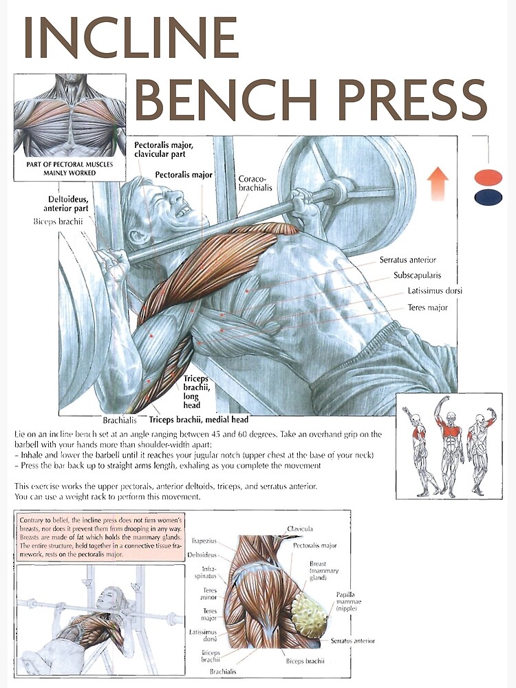 Incline Bench Press - Exercise Diagram Art Print for Sale by superfitstuff
