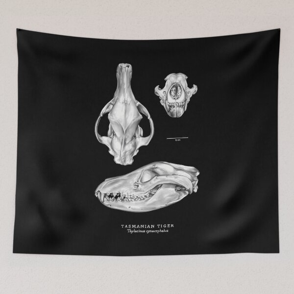 Item preview, Thylacine Tasmanian Tiger Skull designed and sold by wbshgapdji73.