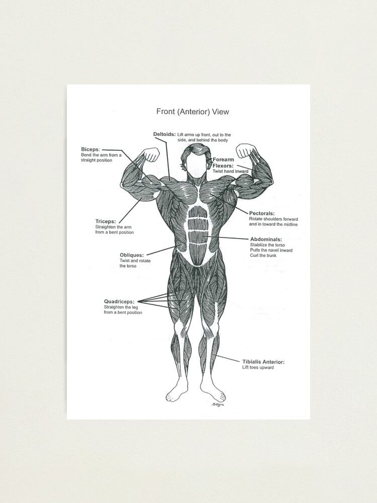 Torso Anatomy Chart - Physiotherapy Viii Triggerpoints Head And Torso