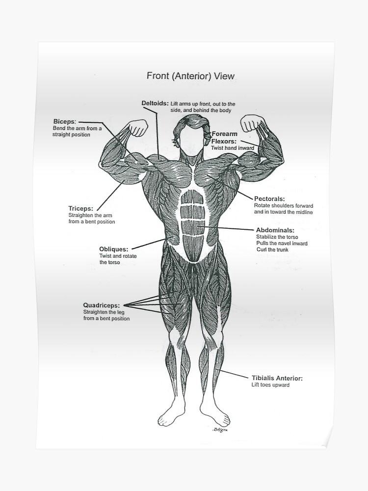 Human Muscle Chart Anatomy Chart