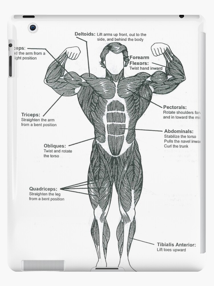 Bodybuilding Muscle Chart