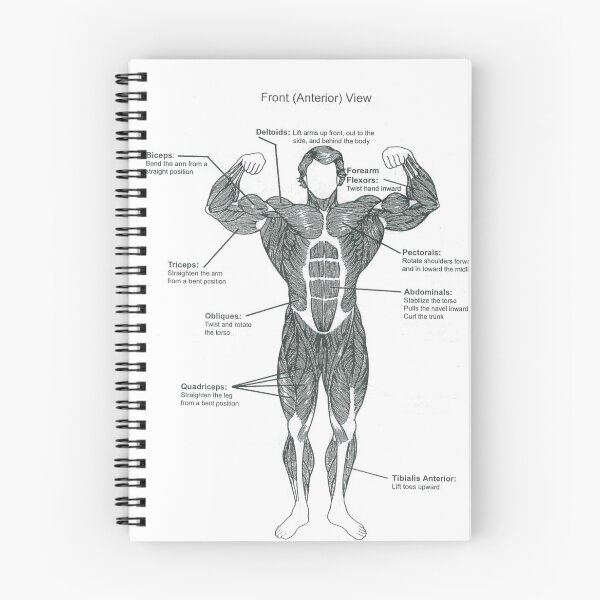 Item preview, Anatomy Diagram - Muscle Chart (Front) designed and sold by superfitstuff.